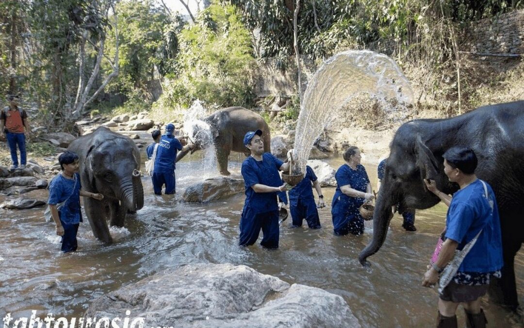 Maersk – Elephant Care Program Chiang Mai