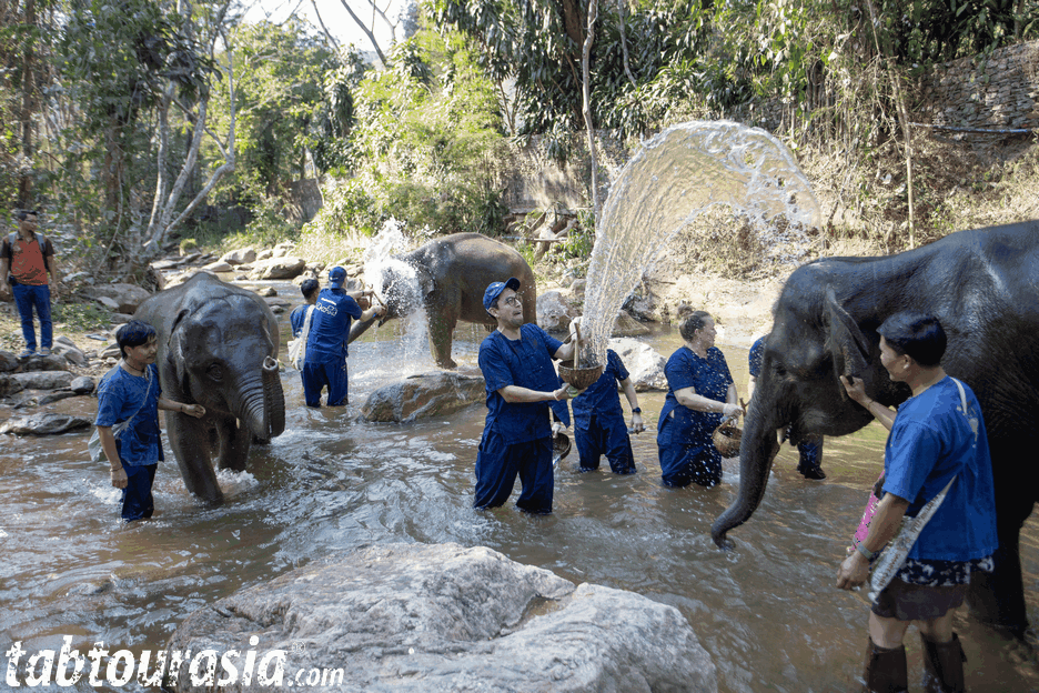 Maersk – Elephant Care Program Chiang Mai